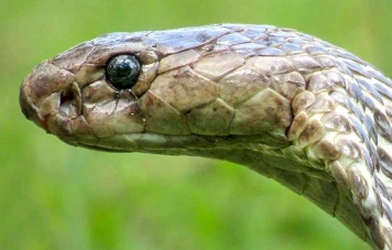 Un Bambin Indien Tue un Cobra en Légitime Défense