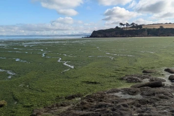 Prolifération des Algues Vertes à Douarnenez : Causes et Impacts
