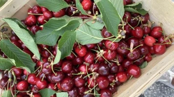 "On ne peut pas les stocker" : les 2 000 producteurs français appellent les consommateurs à manger des cerises