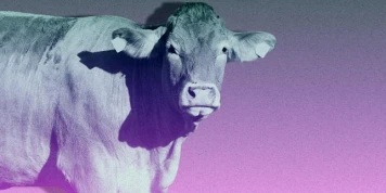 « La fermeture des élevages intensifs devrait être planifiée rapidement »