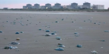 Des méduses contraignent EDF à arrêter trois réacteurs de la centrale nucléaire de Gravelines