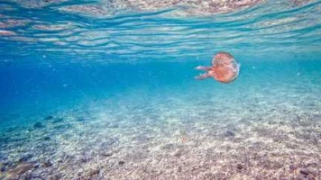 Jusqu'à 6°C au-dessus des normales en Méditerranée : une étude alerte sur la surchauffe des mers européennes cet été, en lien avec le changement climatique
