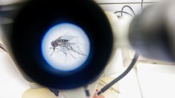 Moustiques : dengue, chikungunya, virus du Nil occidental… Faut-il craindre une saison record ?