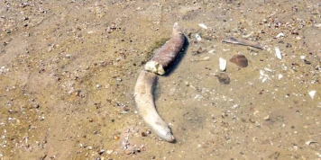 Des os de mammouth découverts en Bulgarie, dans le lit du Danube, dont le niveau est exceptionnellement bas à cause de la sécheresse