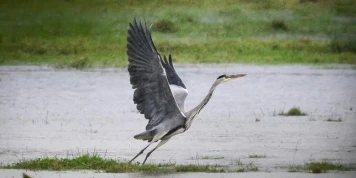 La population d’oiseaux communs a décliné de 18 % en vingt-cinq ans en France, selon la Ligue pour la protection des oiseaux