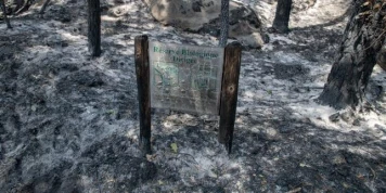 Au-delà des dommages causés à la forêt, le feu de Fontainebleau suscite une « profonde tristesse »