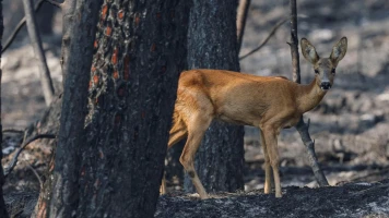 Après les incendies, pourquoi l’interdiction de la chasse mérite d’être envisagée dans chaque forêt concernée