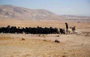 C’est quoi la méthode du « pâturage illégal » utilisée pour coloniser en Cisjordanie ?
