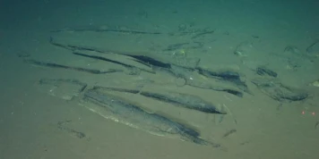 Au fond de l’océan Indien gît une mystérieuse « nécropole » de baleines