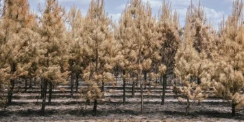 En Gironde, après l’incendie, la bataille qui s’annonce pour faire émerger une « nouvelle forêt »