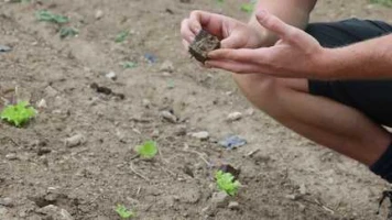 Canicule : "Toutes les productions agricoles sont touchées", alerte le co-président de Légumes de France