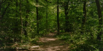 La France « sacrifie » son puits de carbone forestier dans sa nouvelle stratégie climatique, dénonce l’ONG Canopée